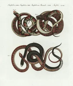 European Reptiles Drucke: Carpet python (python tapis), Morelia spilota 1