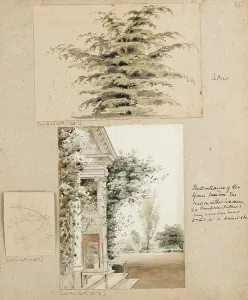 Watercolour Drawing Drucke: Study of a cedar tree, 1802 (watercolour, graphite)