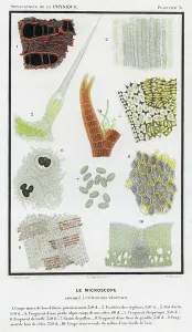 Historical Food And Drink Images Drucke: Vegetable objects viewed under the microscope. 1874