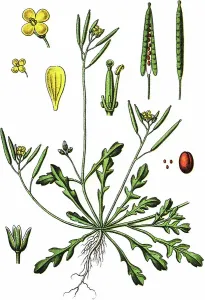 Wallrokettschleier (Viminaea)