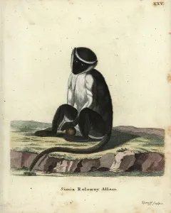 Rohilla-Monkey, Cercopithecus roloway. Bedroht. Handkolorierter Kupferstich von Tyroff aus Johann Christian Daniel Schrebers Tierabbildungen nach der Natur oder Schrebers fantastische Tiere, Erlangen, Deutschland 1775