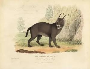 Der Karakal oder der Luchs