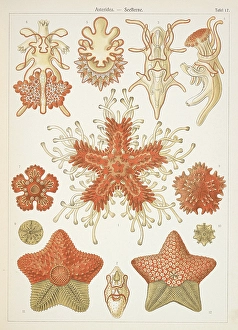 Marine Life Illustration Drucke: Asteridea. Starfish