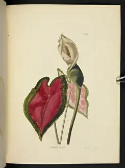 Rare Plant Species Drucke: Caladium bicolor