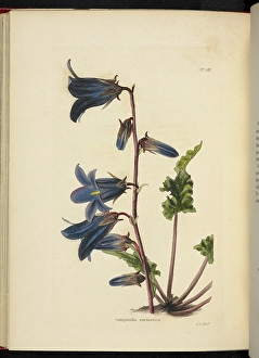 Blue Flowers Drucke: Campanula sarmatica