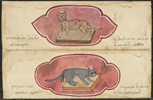Domestic Cat Breeds Drucke: Two cats