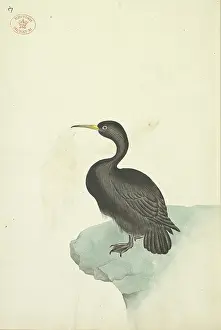 Coloured Animal Illustrations Drucke: Cormorant