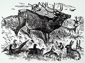 Engraved Wildlife Images Drucke: Different game animals