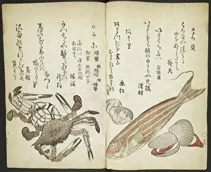 Invertebrate Animals Drucke: Fis h, shell fish and crabs