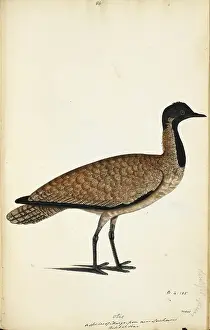 Bird Illustration Art Drucke: Florican (possibly)