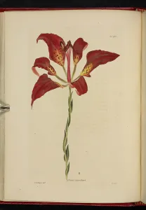 Rare Flower Species Drucke: Lilium catesboei