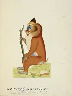 Gerahmter Druck : Mandril Mandrillus sphinx Gerahmter Druck : Mandril Mandrillus sphinx
