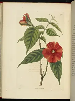 Red Blossom Flower Drucke: Nerium coccineum