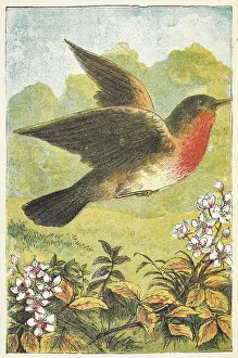 A robin in flight