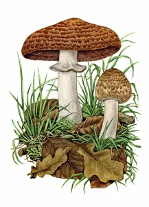 Early 20th Century Botany Drucke: Agaricus Silvatica