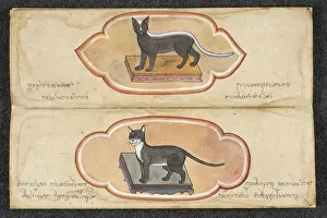 Historical Animal Pictures Drucke: Siamese Cats