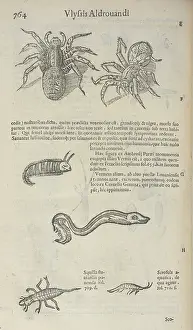 Amphibian Animals Drucke: Spiders and aquatic creatures