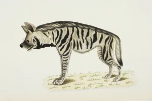 Indian Wildlife Art Drucke: Striped Hyaena Hyaena hyaena