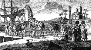 Historical Animal Engravings Drucke: boarding of Zarafa giraffe in Sennar