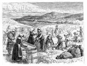 American Farming History Drucke: Cape Cod women picking and sorting Cranberries