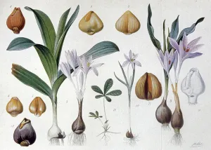 Historic Plant Illustrations Drucke: Colchicum, c.1900 (engraving)