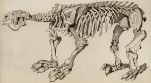 Megatherium Skeleton Drucke: Composite skeleton of Megatherium