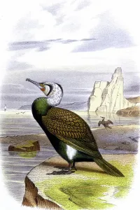 Colorful 19th Century Art Drucke: Cormorant, c.1850 (lithograph )