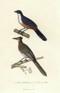 Extinct Birds Drucke: Delalander's coua, Coua delalandei (extinct)