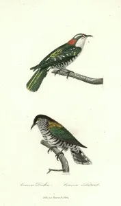 Gerahmter Druck : Diederik-Kuckuck, Chrysococcyx caprius, und glänzender Bronzekuckuck, Chrysococcyx lucidus. Handfarbener Kupferstich aus René-Primevère Lessons Complements de Buffon, Pourrat Frères, Paris 1838.