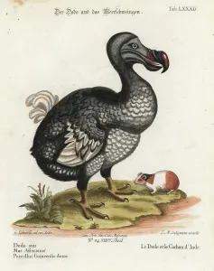 Dodo Bird Illustration Drucke: Dodo, Raphus cucullatus, extinct