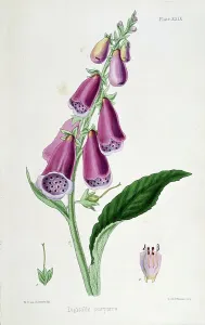 Fuchsiegel (Digitalis purpurea) Quelle von Digitalis, seit mittelalterlichen Zeiten als Emeticum und Purgativum verwendet. 19. Jahrhundert (Lithographie).