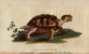 Reptile Illustrations Drucke: Geometic turtle (Psammobates geometricus)