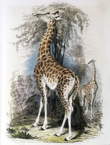 European Wildlife Prints Drucke: Giraffe browsing on tree. Hand-coloured engraving published 1836