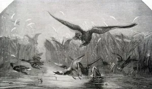 Birds Of Prey Illustrations Drucke: Illustration of a predatory bird swooping down to attack a group of ducks