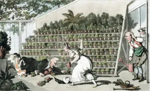 Thomas Rowlandson Engraving Drucke: Misfortune in the Tulip Hall: Dr Syntax falls over
