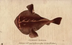 Marine Fish Drucke: Monkfish (Lophius piscatorius)