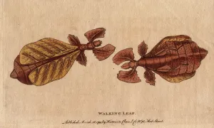Rare Insect Illustrations Drucke: Phasm or phasmoptere (Phyllium siccifolium)
