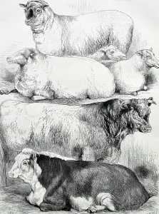 British Farm Animals Drucke: Prize Animals, 1870