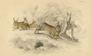 Oryctolagus Cuniculus Species Drucke: Rabbit (Oryctolagus cuniculus), the Old World rabbit. 1828 (hand-coloured engraving)