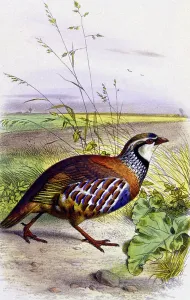Edouard Travies Artwork Drucke: Red partridge, c.1850 (lithograph)