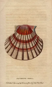 Naturalist Pocket Magazine Prints Drucke: Santiago shell (Pecten maximus)