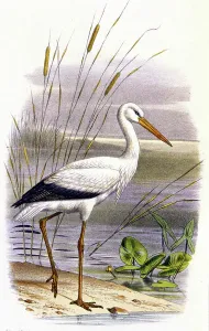 Lithograph Art For Sale Drucke: Stork, c.1850 (lithograph)