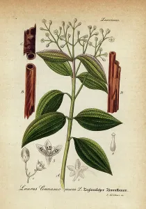 True Cinnamon Tree Drucke: True cinnamon tree or Ceylon cinnamon tree