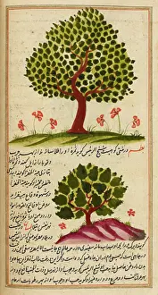 Ancient Book Illustrations Drucke: Two trees with accompanying text