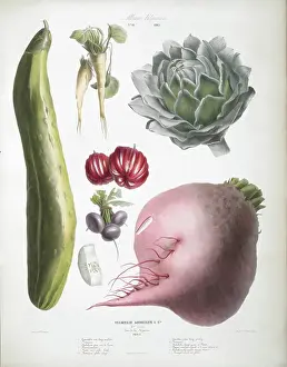 Cucumber Images Drucke: Various Vegetables, including cucumber, artichoke, beetroot and tomatoes