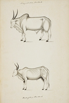 British Museum Artwork Drucke: Zebu Cattle