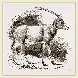 Natural History Museum Exhibits Drucke: Abu Harb