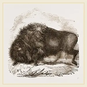 Nature Photography Gallery Drucke: American Biscn