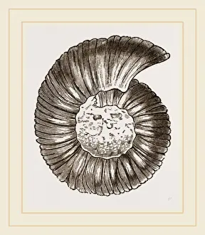 Ammonite Fossils Drucke: Ammonite