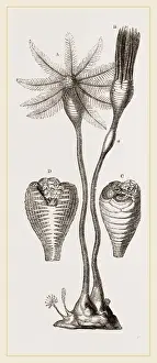 Nature Photography Collection Drucke: Apiocrinites rotundas